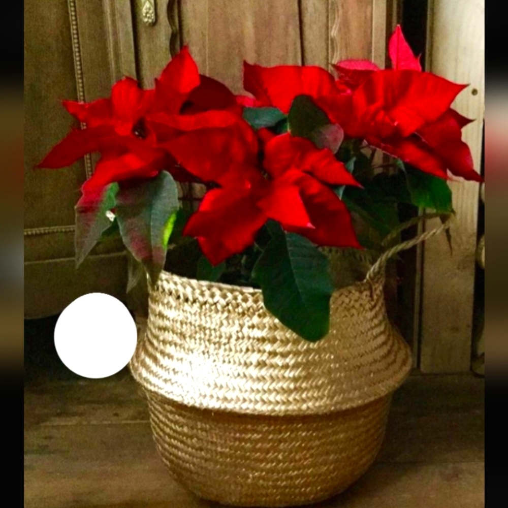 Natural Seagrass Basket Gold